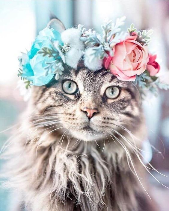 Flowers and Cats