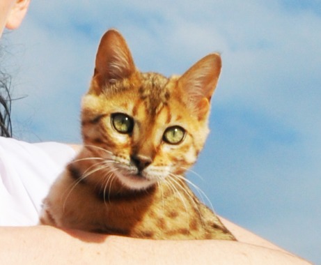 Mr Ginger The Wedding Cat