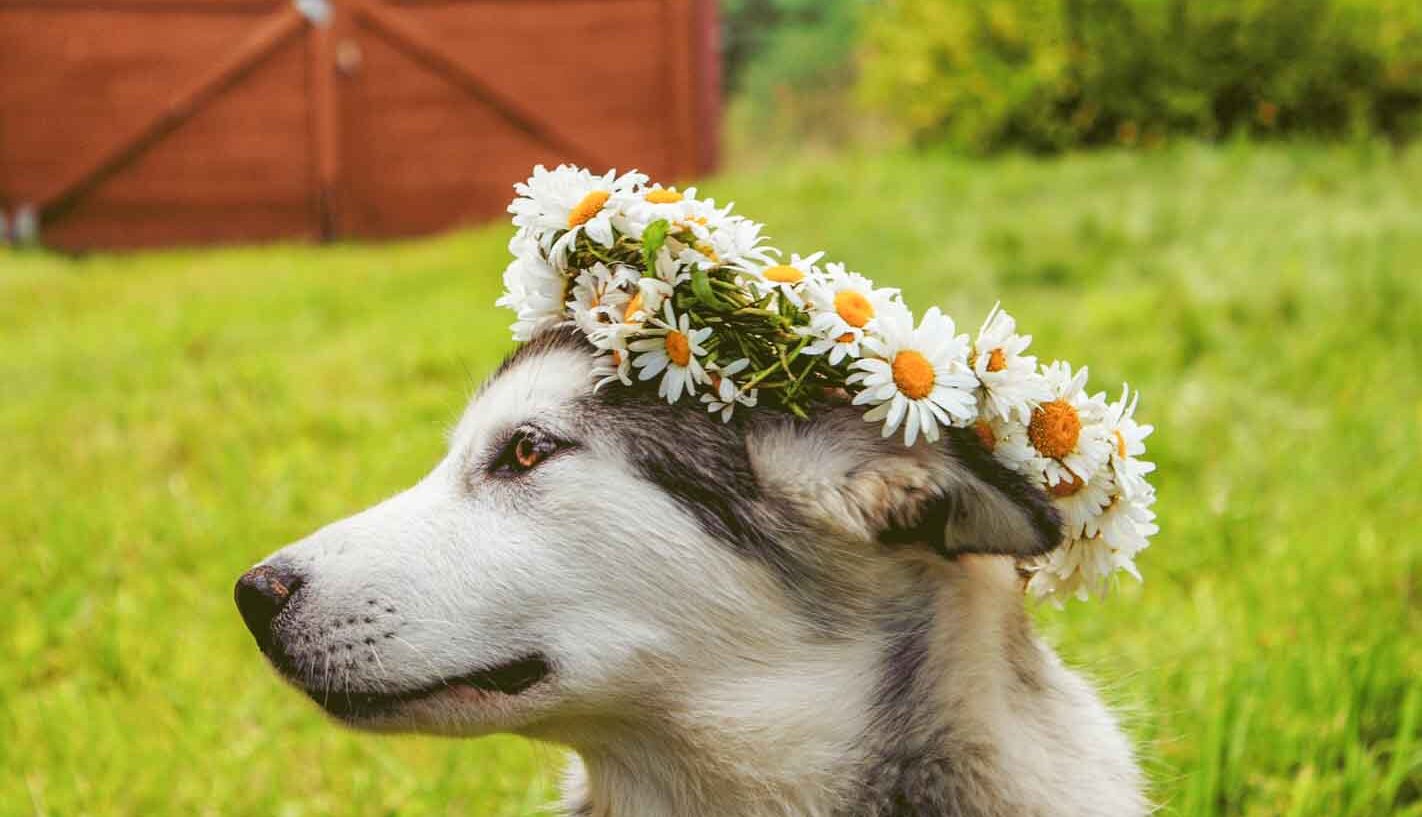 A little fur friend to walk you down the aisle?