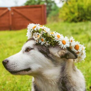 Dog & Cat Flower Crowns