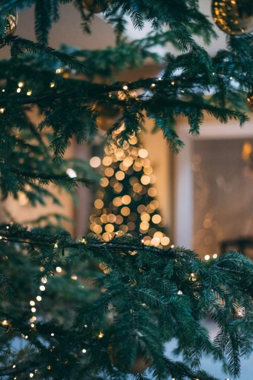 Christmas Tree, fairy lights, twinkle lights, pine