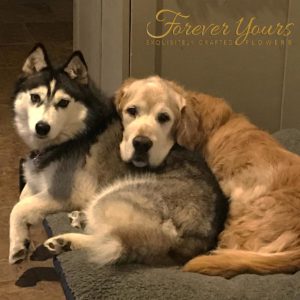 Golden Retriever & Siberian Husky Love