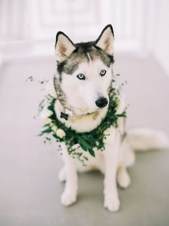husky wedding dog